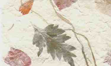 Garden Paper Fern Marigold Bougainvillea