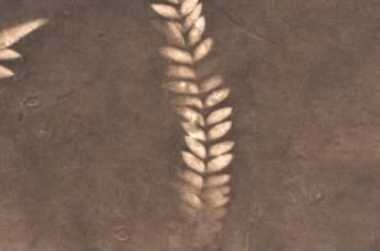 Lokta Sun Washed Fern Paper Light Taupe & Ash Brown