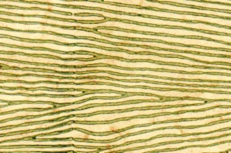 Woodgrain Paper Beige - Olive