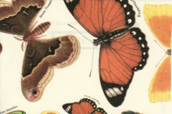 Tassotti Print Paper Butterfly